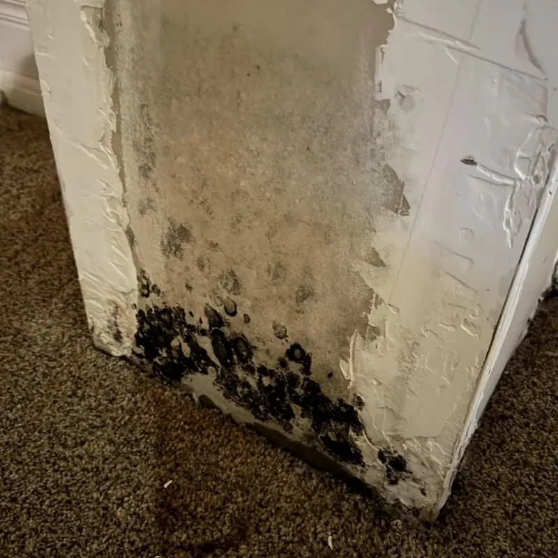 Professional Mold Removal in Columbus, NM